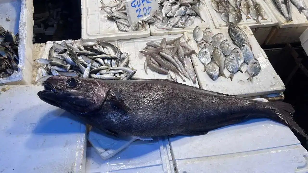 Atlas Okyanusu’ndan Mersin’e Dev Misafir! 4